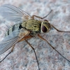 Cockchafer parasite fly - Dexiosoma caninum | Fotografijos autorius : Gintautas Steiblys | © Macronature.eu | Macro photography web site