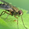 Cockchafer parasite fly - Dexiosoma caninum | Fotografijos autorius : Vidas Brazauskas | © Macronature.eu | Macro photography web site