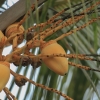 Riešutinė kokospalmė - Cocos nucifera | Fotografijos autorius : Gintautas Steiblys | © Macrogamta.lt | Šis tinklapis priklauso bendruomenei kuri domisi makro fotografija ir fotografuoja gyvąjį makro pasaulį.