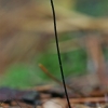 Apykaklėtasis mažūnis - Marasmius rotula  | Fotografijos autorius : Gintautas Steiblys | © Macronature.eu | Macro photography web site