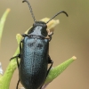 Comb-clawed Beetle - Heliotaurus sp. | Fotografijos autorius : Gintautas Steiblys | © Macronature.eu | Macro photography web site