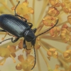 Comb-clawed Beetle - Heliotaurus sp. | Fotografijos autorius : Gintautas Steiblys | © Macronature.eu | Macro photography web site