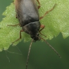 Comb-clawed Beetle - Isomira murina | Fotografijos autorius : Gintautas Steiblys | © Macronature.eu | Macro photography web site
