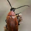 Comb-clawed Darkling Beetle - Pseudocistela ceramboides  | Fotografijos autorius : Gintautas Steiblys | © Macronature.eu | Macro photography web site