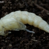 Ūsuotiškasis dulkiagraužis - Pseudocistela ceramboides, lėliukė | Fotografijos autorius : Romas Ferenca | © Macronature.eu | Macro photography web site