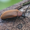 Comb-clawed Darkling Beetle - Pseudocistela ceramboides | Fotografijos autorius : Kazimieras Martinaitis | © Macronature.eu | Macro photography web site