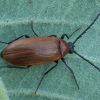 Comb-clawed Darkling Beetle - Pseudocistela ceramboides | Fotografijos autorius : Žilvinas Pūtys | © Macronature.eu | Macro photography web site