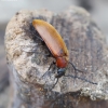 Comb-clawed Darkling Beetle - Pseudocistela ceramboides | Fotografijos autorius : Romas Ferenca | © Macronature.eu | Macro photography web site