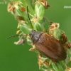 Comb-clawed beetle - Isomira murina  | Fotografijos autorius : Gintautas Steiblys | © Macronature.eu | Macro photography web site