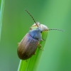 Comb-clawed beetle - Isomira murina | Fotografijos autorius : Romas Ferenca | © Macronature.eu | Macro photography web site