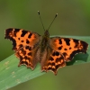 Comma - Polygonia c-album | Fotografijos autorius : Nomeda Vėlavičienė | © Macronature.eu | Macro photography web site