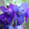 Common Alkanet - Anchusa officinalis | Fotografijos autorius : Ramunė Vakarė | © Macronature.eu | Macro photography web site