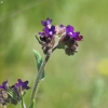 Common Alkanet - Anchusa officinalis | Fotografijos autorius : Vidas Brazauskas | © Macronature.eu | Macro photography web site