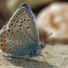 Dirvinis melsvys - Polyommatus icarus | Fotografijos autorius : Gintautas Steiblys | © Macronature.eu | Macro photography web site