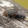 Mėlynoji lavonmusė - Calliphora vicina ♀ | Fotografijos autorius : Žilvinas Pūtys | © Macronature.eu | Macro photography web site