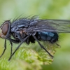 Mėlynoji lavonmusė - Calliphora vicina ♂ | Fotografijos autorius : Žilvinas Pūtys | © Macronature.eu | Macro photography web site