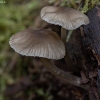 Common Bonnet - Mycena cf. galericulata | Fotografijos autorius : Žilvinas Pūtys | © Macronature.eu | Macro photography web site