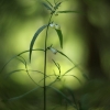 Pievinis kūpolis - Melampyrum pratense | Fotografijos autorius : Vidas Brazauskas | © Macronature.eu | Macro photography web site