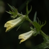 Pievinis kūpolis - Melampyrum pratense | Fotografijos autorius : Žilvinas Pūtys | © Macronature.eu | Macro photography web site