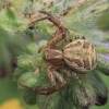 Common Crab Spider - Xysticus cristatus | Fotografijos autorius : Gintautas Steiblys | © Macronature.eu | Macro photography web site
