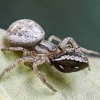 Common Crab Spider - Xysticus cristatus | Fotografijos autorius : Kazimieras Martinaitis | © Macronature.eu | Macro photography web site