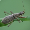 Paprastoji skerdblakė - Nabis rugosus | Fotografijos autorius : Vidas Brazauskas | © Macronature.eu | Macro photography web site