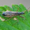 Common Damsel Bug - Nabis rugosus | Fotografijos autorius : Gintautas Steiblys | © Macronature.eu | Macro photography web site