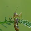 Common Damsel Bug - Nabis rugosus | Fotografijos autorius : Aivaras Markauskas | © Macronature.eu | Macro photography web site