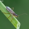 Common Damsel Bug - Nabis rugosus | Fotografijos autorius : Darius Baužys | © Macronature.eu | Macro photography web site