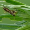 Common Damsel Bug - Nabis rugosus | Fotografijos autorius : Darius Baužys | © Macronature.eu | Macro photography web site
