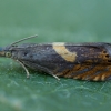 Common Drill - Dichrorampha petiverella | Fotografijos autorius : Žilvinas Pūtys | © Macronature.eu | Macro photography web site