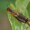 Common Earwig - Forficula auricularia ♂ | Fotografijos autorius : Gintautas Steiblys | © Macronature.eu | Macro photography web site