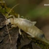 Common Earwig - Forficula auricularia, nymph | Fotografijos autorius : Gintautas Steiblys | © Macronature.eu | Macro photography web site