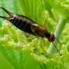 Common Earwig - Forficula auricularia | Fotografijos autorius : Romas Ferenca | © Macronature.eu | Macro photography web site