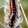 Common Earwig - Forficula auricularia | Fotografijos autorius : Gintautas Steiblys | © Macronature.eu | Macro photography web site