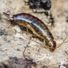 Common Earwig - Forficula auricularia | Fotografijos autorius : Kazimieras Martinaitis | © Macronature.eu | Macro photography web site