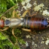 Common Earwig - Forficula auricularia | Fotografijos autorius : Gintautas Steiblys | © Macronature.eu | Macro photography web site