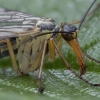 Common Scorpionfly - Panorpa communis ♂ | Fotografijos autorius : Žilvinas Pūtys | © Macronature.eu | Macro photography web site