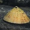 Common European limpet - Patella vulgata | Fotografijos autorius : Gintautas Steiblys | © Macronature.eu | Macro photography web site