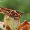 Common Field Grasshopper  - Chorthippus brunneus | Fotografijos autorius : Gintautas Steiblys | © Macronature.eu | Macro photography web site