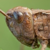 Common Field Grasshopper - Chorthippus brunneus ♀ | Fotografijos autorius : Žilvinas Pūtys | © Macronature.eu | Macro photography web site