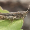 Rusvasis skėriukas - Chorthippus brunneus | Fotografijos autorius : Gintautas Steiblys | © Macronature.eu | Macro photography web site