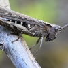 Common Field Grasshopper - Chorthippus brunneus | Fotografijos autorius : Kazimieras Martinaitis | © Macronature.eu | Macro photography web site