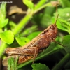 Rusvasis skėriukas - Chorthippus brunneus | Fotografijos autorius : Rasa Gražulevičiūtė | © Macronature.eu | Macro photography web site