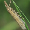 Common Grass-veneer - Agriphila tristella | Fotografijos autorius : Gintautas Steiblys | © Macronature.eu | Macro photography web site
