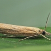 Tamsioji agrifila - Agriphila tristella | Fotografijos autorius : Gintautas Steiblys | © Macronature.eu | Macro photography web site