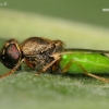 Common Green Colonel - Oplodontha viridula | Fotografijos autorius : Lukas Jonaitis | © Macronature.eu | Macro photography web site