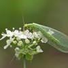 Common Green Lacewing - Chrysoperla carnea ♀ | Fotografijos autorius : Gintautas Steiblys | © Macronature.eu | Macro photography web site