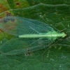 Common Green Lacewing - Chrysoperla carnea | Fotografijos autorius : Žilvinas Pūtys | © Macronature.eu | Macro photography web site