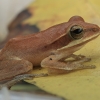 Dėmėtoji skraidvarlė - Polypedates maculatus | Fotografijos autorius : Gintautas Steiblys | © Macronature.eu | Macro photography web site